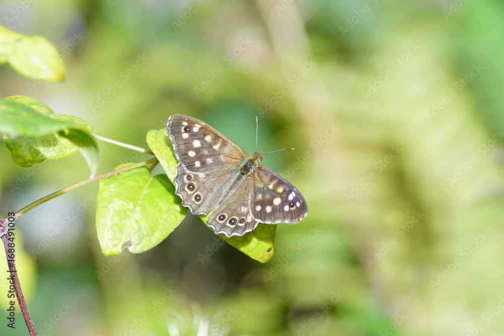 Fototapeta premium Butterfly Speckled wood (Pararge aegeria), family Nymphalidae. On the leaves of a clematis in the sun. Faded Dutch garden, September.
