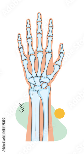 The complex anatomy of the human hand and wrist bones a detailed illustration