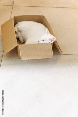little cat sleeping in box