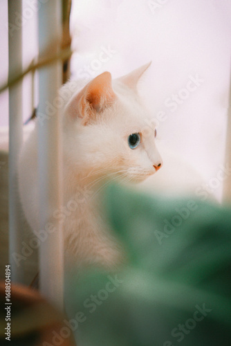 white cat