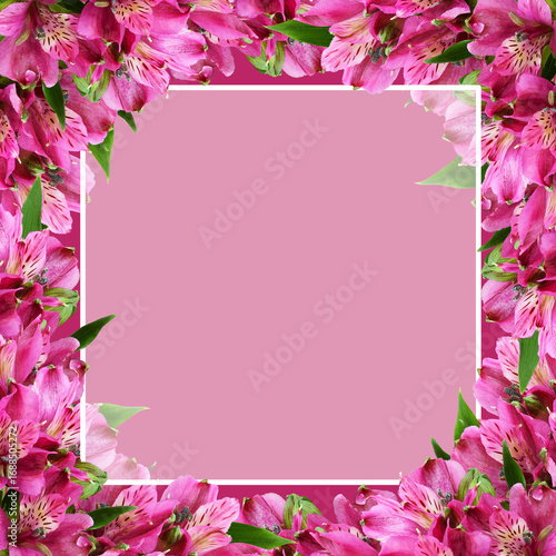 Pink alstroemeria flowers i...