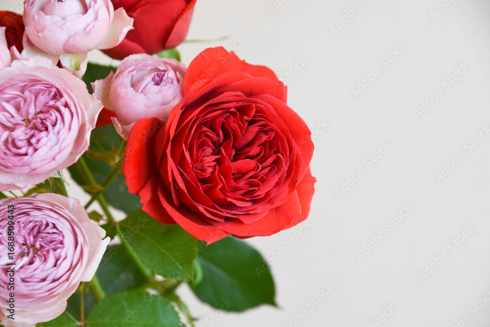 Obraz premium 紫と赤のばら