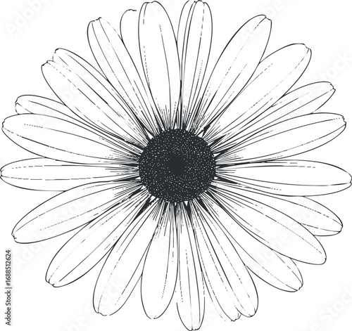 Black and white line art illustration of a daisy flower with detailed petals and center