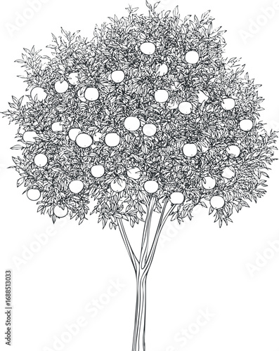 Black and white line drawing of an orange tree with ripe fruit and detailed leaves