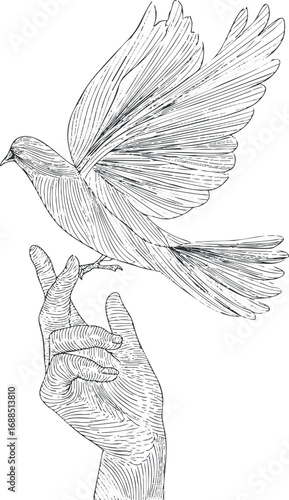 Detailed black and white line drawing of a bird taking flight from a human hand against a white background