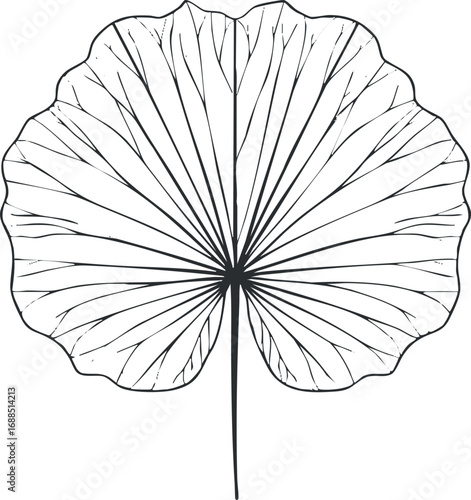 Black and white line drawing of a round leaf with detailed veins and a central stem