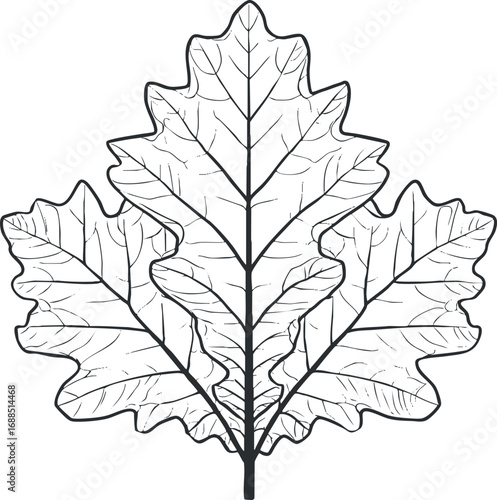 Black and white outline illustration of three oak leaves with detailed veins and shapes