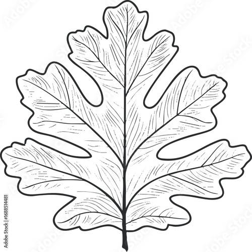 Detailed black and white sketch of a fig leaf showing veins and natural shape on white background