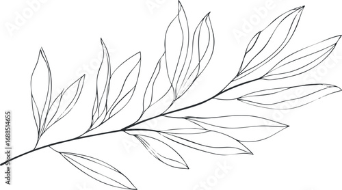 Minimalistic line art of a single botanical branch with delicate leaves in black outline