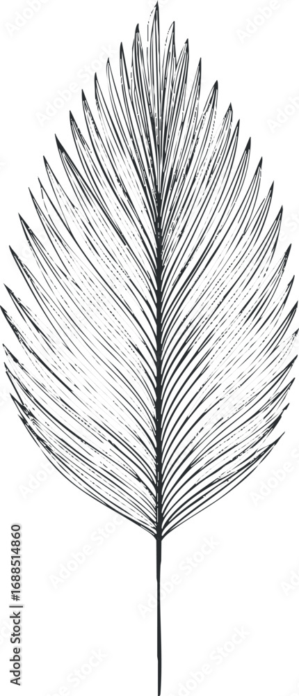 Obraz premium Detailed black and white sketch of a single palm leaf isolated on white background