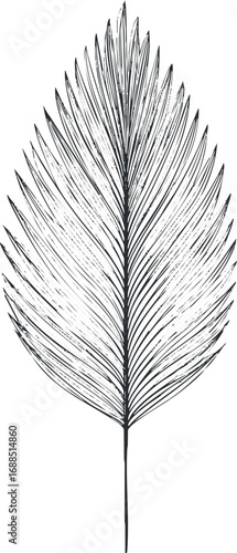 Detailed black and white sketch of a single palm leaf isolated on white background