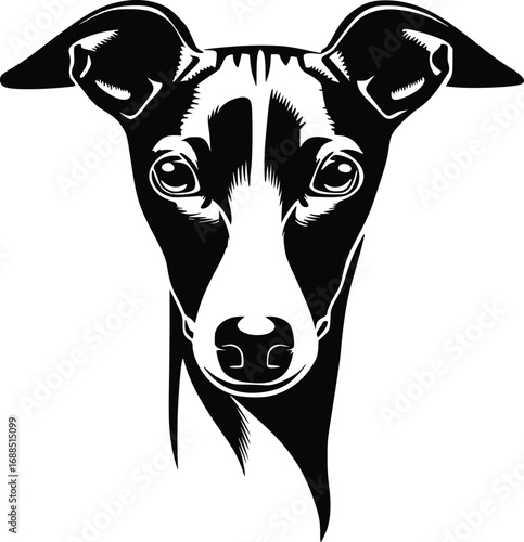 Italian Greyhound head silhouette with sleek muzzle, upright ears, and expressive eyes in vector