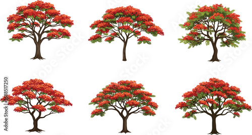 Flame tree illustration, red flowering trees, tropical bloom, lush foliage, vibrant nature art, landscape design, botanical spring vegetation