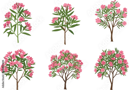 Pink blooming oleander plants, flowering shrubs, botanical illustration, green leaves, garden design, landscaping element, vibrant floral vegetation