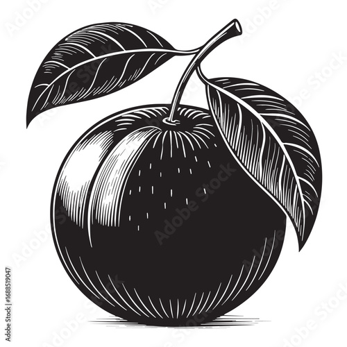 Black tangerine Silhouette Vector, High Quality Illustration on White Background