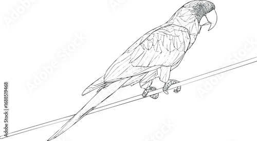 Line art drawing of a parrot perched on a wire with detailed feathers and beak in black and white