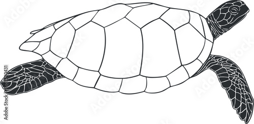 Black and white illustration of a turtle with detailed shell and flippers swimming in water
