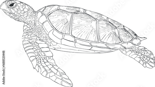 Detailed black and white line drawing of a swimming sea turtle with textured shell and flippers