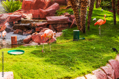 Canvas Print Beautiful flamingos walking on green grass near pond with red rocks and palm trees in tropical garden