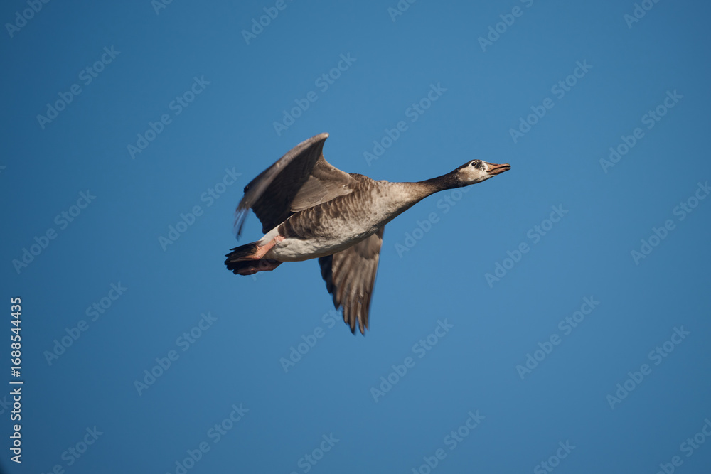 Obraz premium flying geese against a blue background
