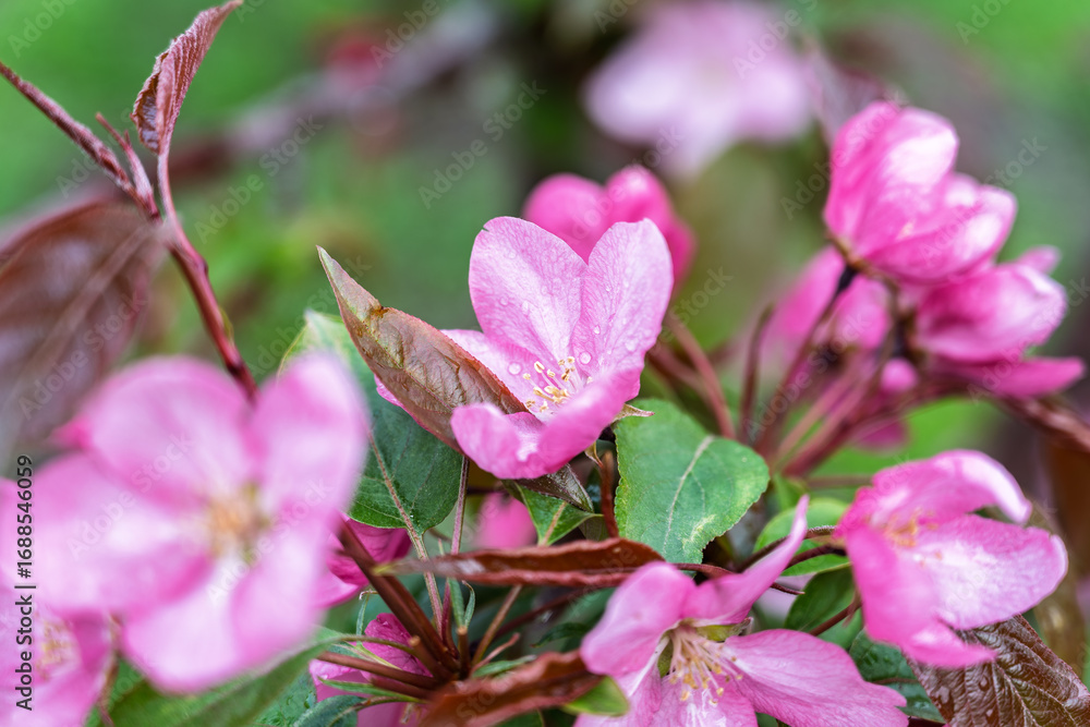 Obraz premium Fresh pink flowers of a blossoming apple tree with blured background
