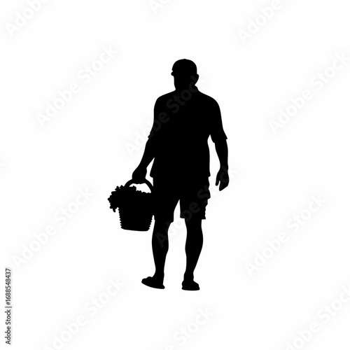 Vineyard worker harvesting grapes at sunrise silhouette