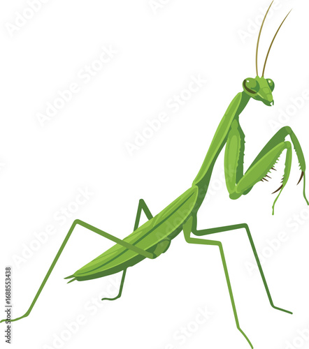 Praying mantis with spiky legs suitable for childrens books, education materials, naturethemed designs, and insectrelated projects.