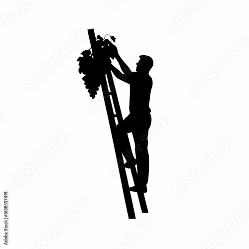 Silhouette of a worker harvesting grapes from a vineyard trellis on a ladder