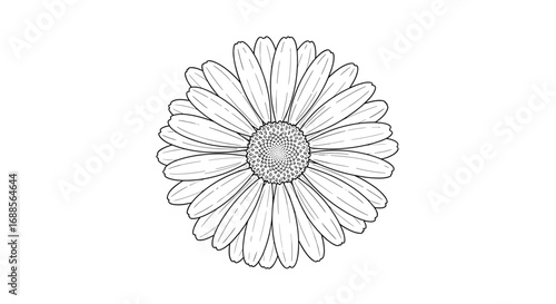 Detailed illustration of a single daisy flower head showing petals stamens and pistils close up line art