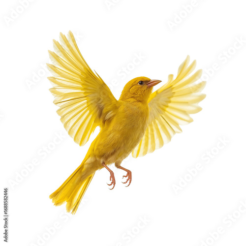 Golden avian flight capturing the elegance of a canary on transparent isolate