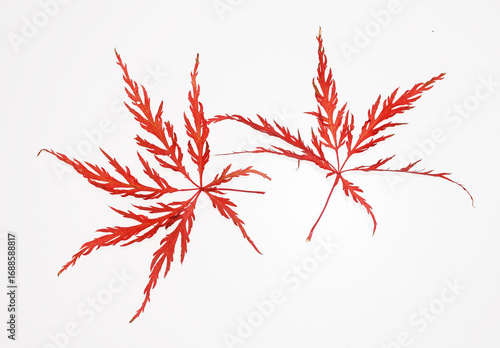 Blätter des Zierahorn