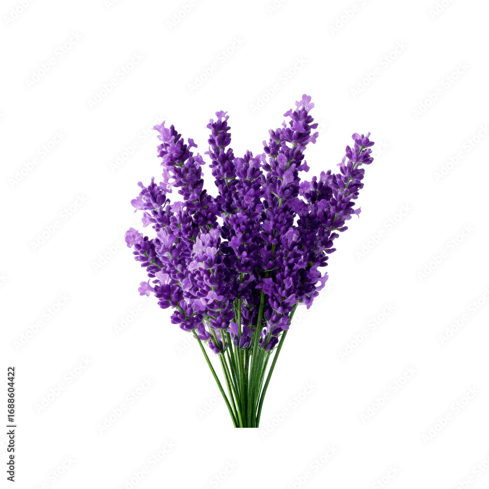 Fototapeta premium Vibrant Purple Lavender Bouquet on Black Background