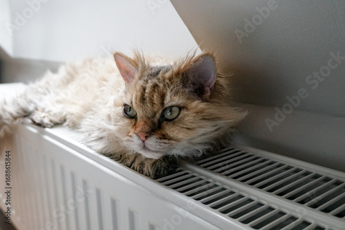 Fotografie Selkirk Rex cat lies on a heating radiator against the background of light wall