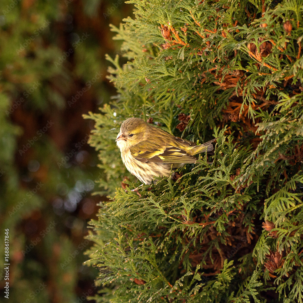 Naklejka premium Siskin Carduelis spinus on the thuja branches, a small yellow bird. Wonderful green background. Yellow and green colors of birds and trees. Russia,Russian flora and fauna.