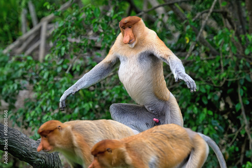 Fotografija Endemic Proboscis monkey or Long-nosed monkey (Nasalis larvatus) chasing other P