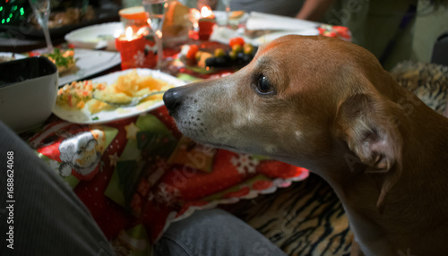 A dog looks at a festive New Year's table with food