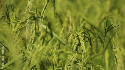 Golden Thai Jasmine Rice Paddy at Harvest – Serene Countryside Landscape