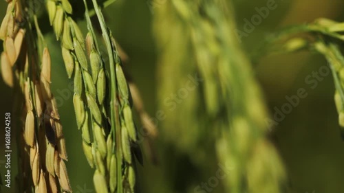 Golden Thai Jasmine Rice Paddy at Harvest – Serene Countryside Landscape