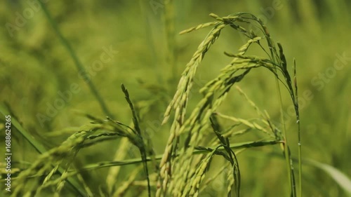 Golden Thai Jasmine Rice Paddy at Harvest – Serene Countryside Landscape