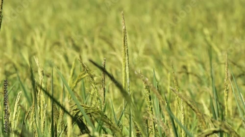 Golden Thai Jasmine Rice Paddy at Harvest – Serene Countryside Landscape