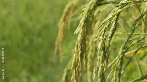 Golden Thai Jasmine Rice Paddy at Harvest – Serene Countryside Landscape