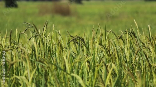 Golden Thai Jasmine Rice Paddy at Harvest – Serene Countryside Landscape