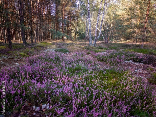 Wallpaper Mural Mostowka Heath on a September day, blooming heather on a large heathland created after a forest fire near Warsaw, Poland, aerial view. Torontodigital.ca