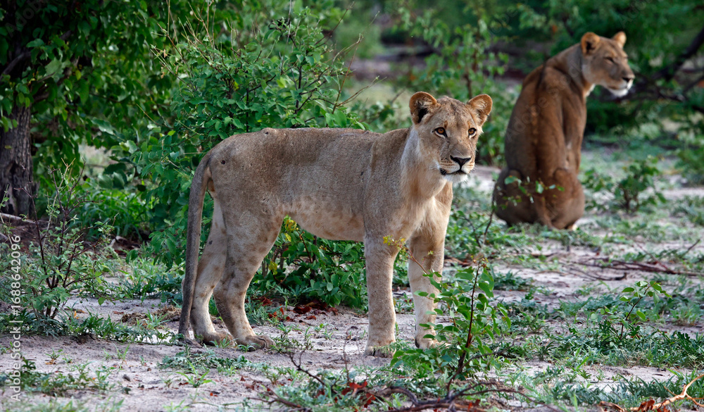 Naklejka premium Lions on the hunt in Botswana