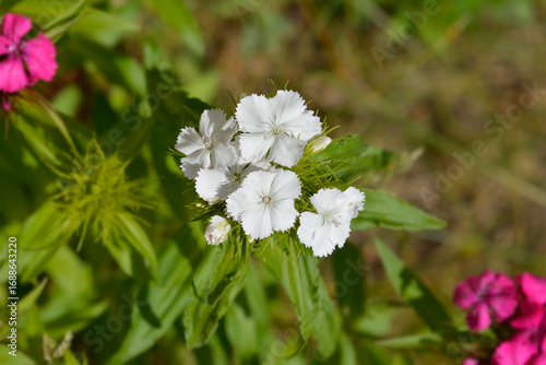 Fotografía Sweet William white flowers - Latin name - Dianthus barbatus