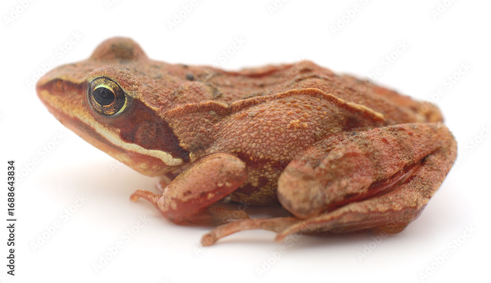 Fototapeta premium Common frog Rana temporaria isolated on white background