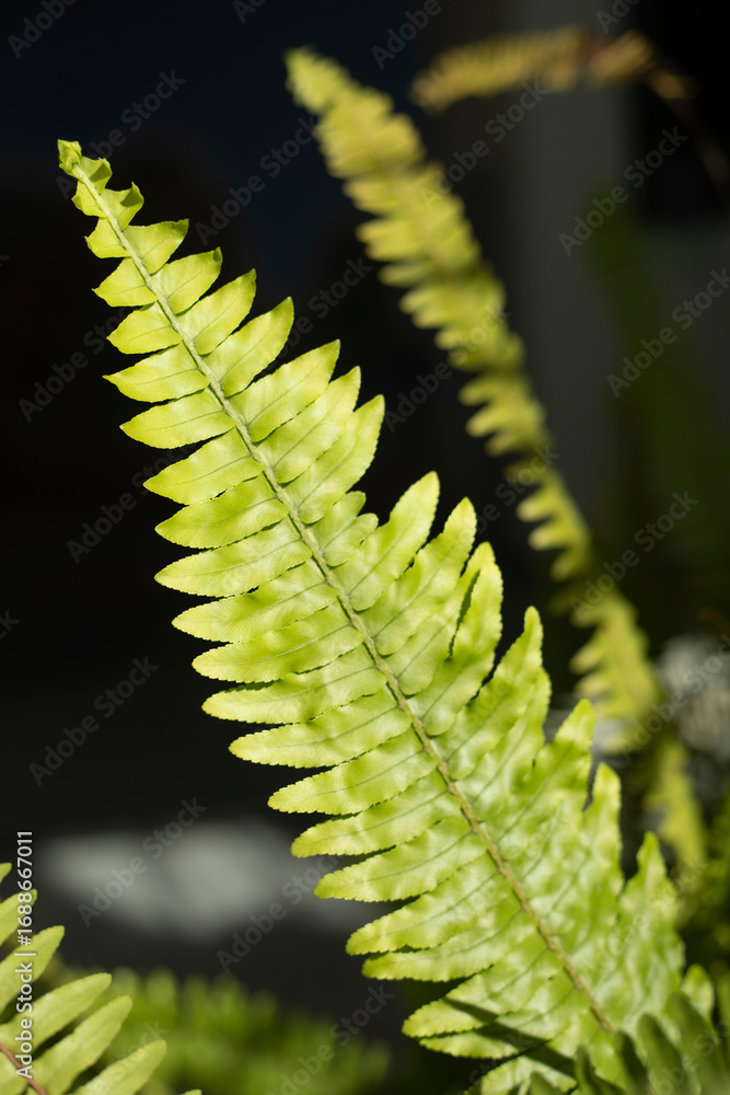 Naklejka premium Palm tree in the interior. Plant indoors.