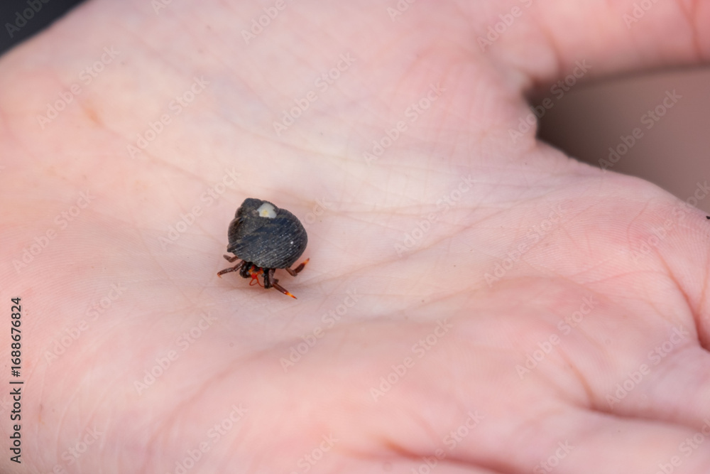 Obraz premium tiny hermit crab in delicate seashell rests on teenager’s hand, marine life and beauty coastal wildlife, wonders marine ecosystems, environmental education and introducing kids wonders natural world