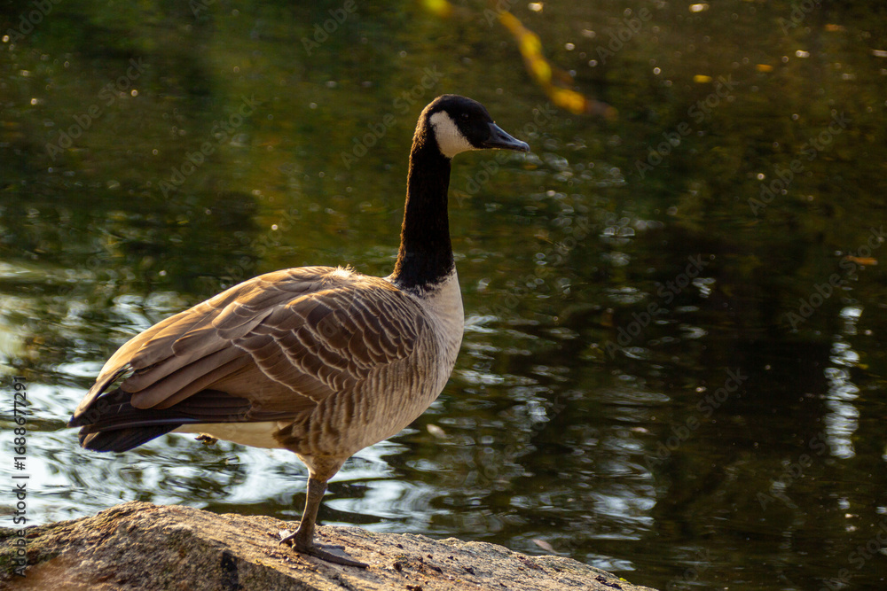 Obraz premium Canadian geese, birds North America on shore pond preparing for southern migration, Natural grazing behavior, nature reserve, bird migration, animal life
