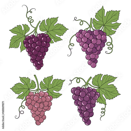 Four clusters of ripe grapes with green leaves and tendrils on a white background